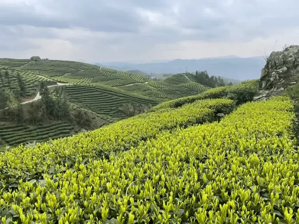 Matcha Tea Garden Management: Cultivating Premium Leaves for Wholesale