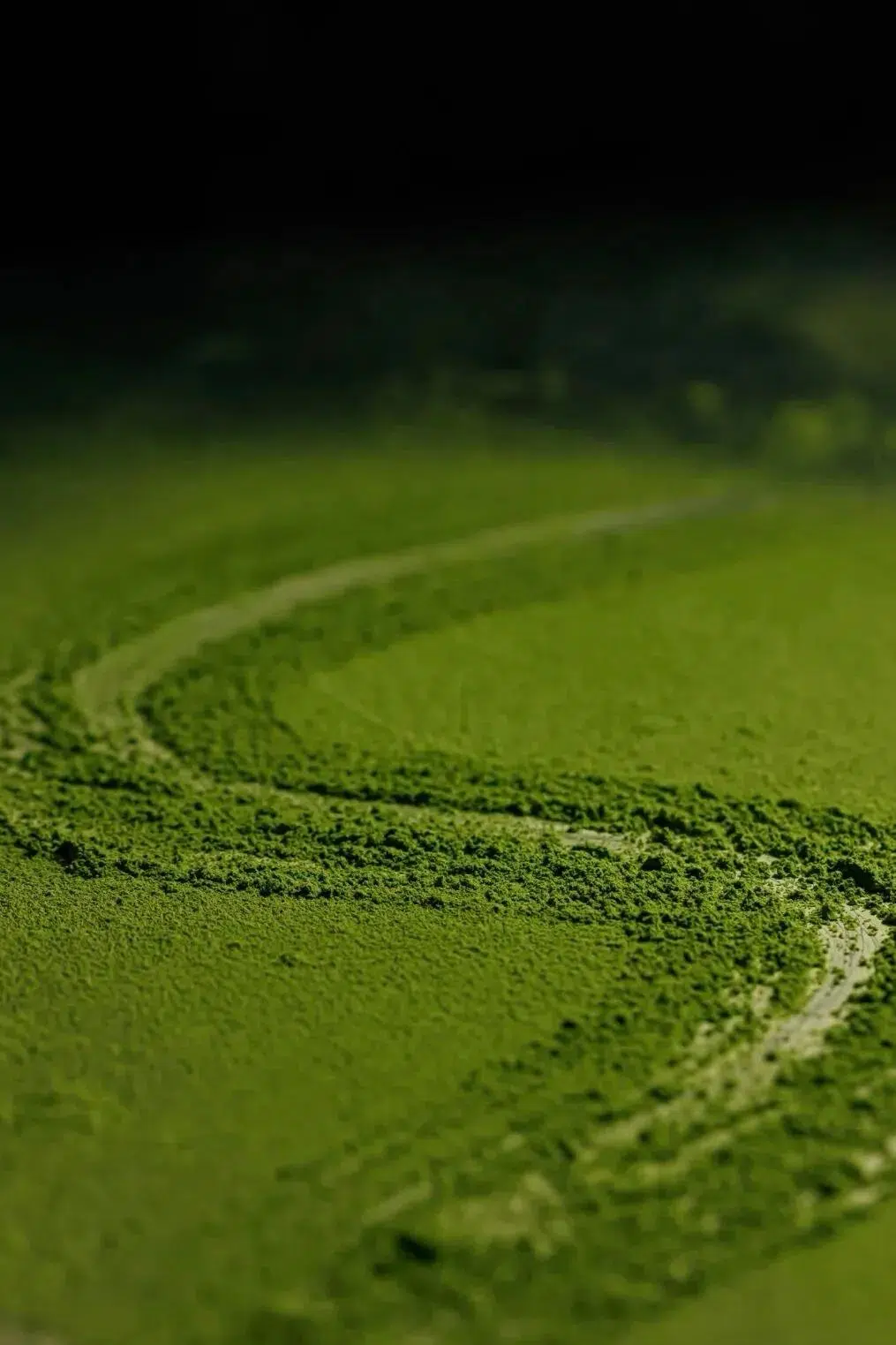 The History & Origin of Matcha: From Ancient China to B2B Global Supply